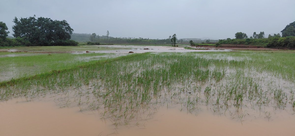 ପ୍ରବଳ ବର୍ଷାର ପ୍ରଭାବରେ ପଟାଙ୍ଗୀ ନିର୍ବାଚନ ମଣ୍ଡଳୀ ଅନ୍ତର୍ଗତ ମାଳିମୁନ୍ଦାର ପୋଲ ନିକଟବର୍ତ୍ତୀ ସର୍ବାପୁଟ, ବଦଳଲିଗୁଡ଼ା, ବିଶପୁର, ମାର୍ଡା, ହିକିମପୁଟ ଆଦି ଅଞ୍ଚଳର ପାଣି ମାଡ଼ିଯାଇ ଚାଷଜମି ନଷ୍ଟ ହୋଇଥିବା ଜାଣି ସେସବୁ ଅଞ୍ଚଳ ପରିଦର୍ଶନ କଲି ଏବଂ ତୁରନ୍ତ କ୍ଷୟକ୍ଷତିର ଆକଳନ ସହିତ କ୍ଷତିପୂରଣ ପାଇଁ ବିଭାଗୀୟ ଅଧିକାରୀମାନଙ୍କୁ