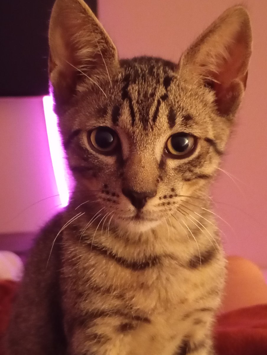 lora0185's tweet image. ladies and gentlemen this is loui
he's one of my biggest supporters, he believes in me
gmonad from loui, hamilton and i 💜