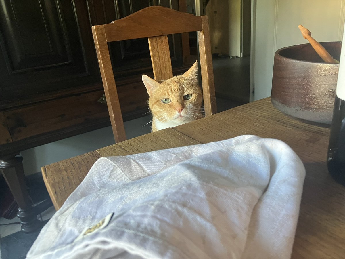 WSchoonenberg's tweet image. Happy #Caturday