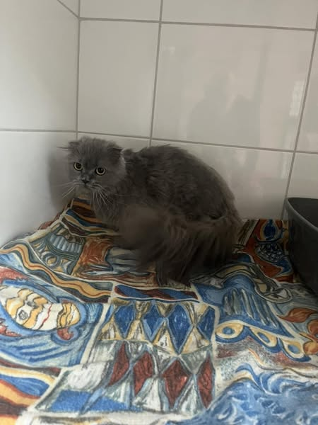 yolandaschultes's tweet image. 49835 Wietmarschen
Katze im Transportrucksack gefunden
Tierschutzverein Lingen und Umgebung e.V.
Fundkatze aus Wietmarschen, wurde in diesem Rucksack im Park gefunden, nicht gechippt/tätowiert **
Wer kennt sie?
+49 591 66264
info@tierheim-lingen.de