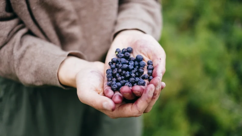 RTĆ Brainstorm (@rtebrainstorm) on Twitter photo Most read on #RTEBrainstorm: it's Bilberry Sunday this weekend but have you ever eaten one? @culinaryireland <a href="/UCC/">UCC Ireland</a> delves into why the fruit was an important feature of activities, games, food and entertainments associated with the festival of Lughnasa rte.ie/brainstorm/202⦠Most read on #RTEBrainstorm: it's Bilberry Sunday this weekend but have you ever eaten one? @culinaryireland <a href="/UCC/">UCC Ireland</a> delves into why the fruit was an important feature of activities, games, food and entertainments associated with the festival of Lughnasa rte.ie/brainstorm/202ā¦