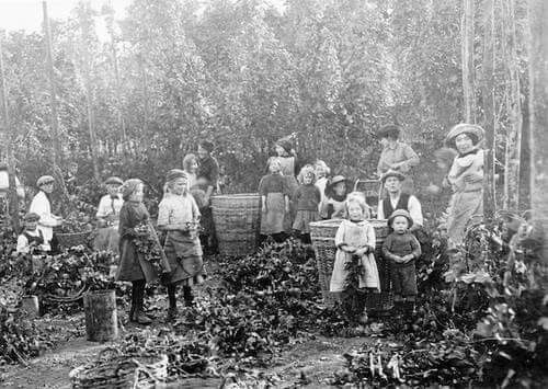 britgardhistory's tweet image. Hop picking in Yalding, Kent, 1944. Londoners from the East End joined locals for several weeks each summer, staying in tin huts with straw mattresses and cooking on camp-fires. Despite the hard work, it was remembered with fondness by many London children.