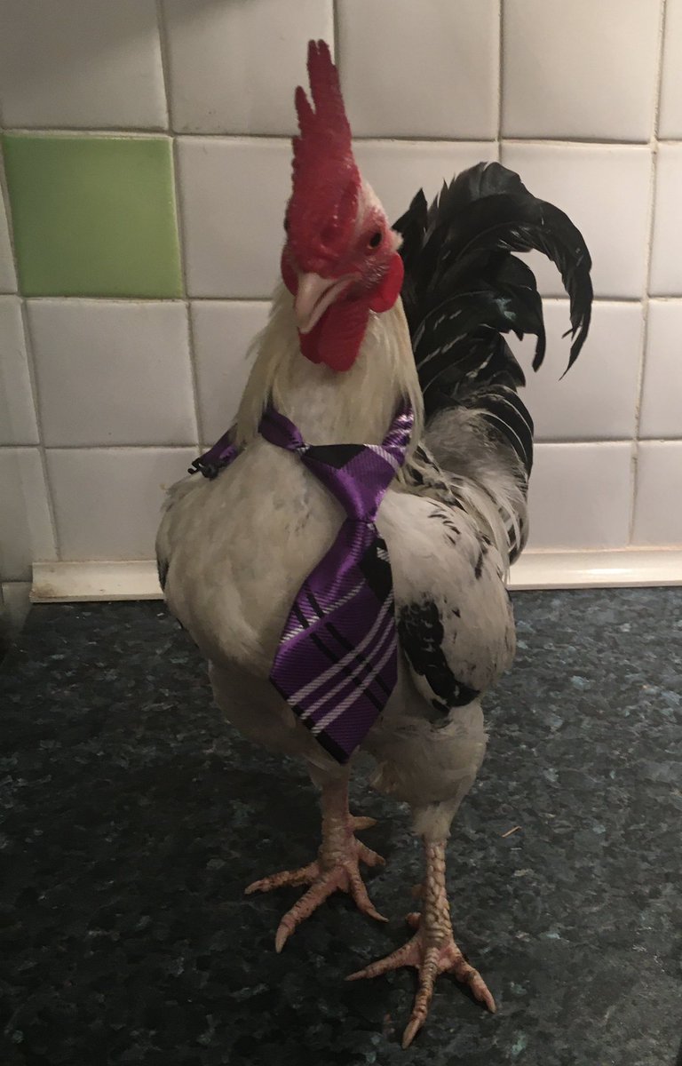 karen_flynn's tweet image. Hear me out. I have booked two weeks off next May to tour Scotland. Persuade daughter to go home🏴Starting at Crail finishing Loch Ness..Thinking Ricky will be very old &we could take him. What’s the chances of AirB& b letting him stay?Could do a book ‘Cock’s View Of Scotland’