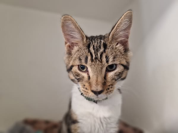 yolandaschultes's tweet image. 79346 Endingen
Tierheim Emmendingen Kopie:
Enna - ausgesetzt!
Diese junge Katzendame wurde in Endingen vor dem Drogerie Markt in einem Karton abgestellt. Sie ist nicht gekennzeichnet! Wer kennt sie?
+49 7641 2981
info@tierheim-emmendingen.de