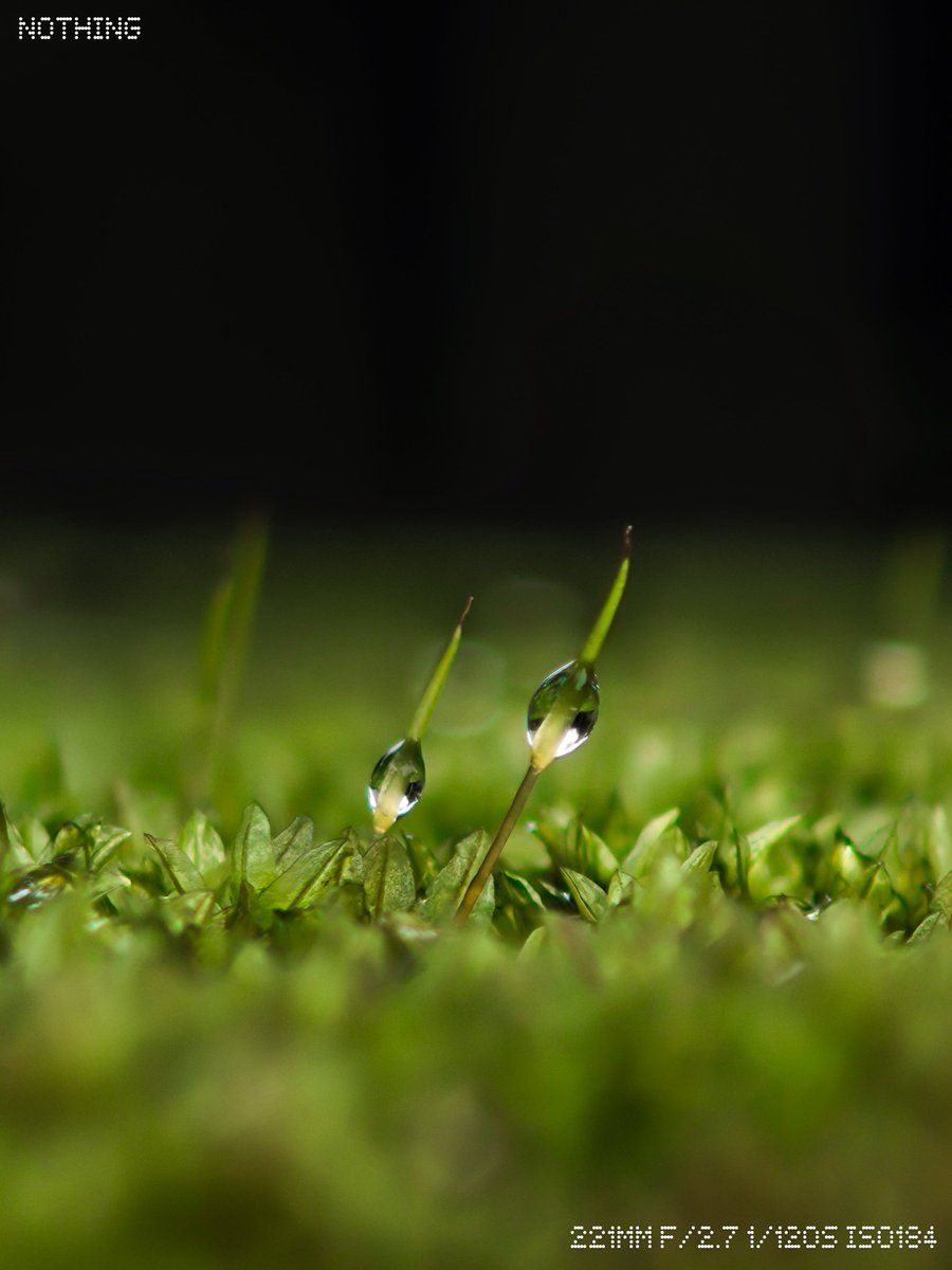 Ajeesh021997's tweet image. Nothing but Detail: Nothing (3) TeleMacro
@nothing @nothingindia
#WithNothing #nothingphone3
#ShotOnSnapdragon @Snapdragon @AkisEvangelidis
@getpeid