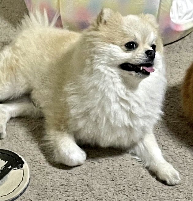 Yanakingon's tweet image. 🐶🐶🐶🐶🐶🐶🐶🐶🐶🐶🐶🐶

        　　🐈‍⬛7月26日🐈‍⬛

　　　　🪩本日も🪩

😺ありがとうございました😺

     🏮またのご来店を心より🏮

      　  🙇‍♂️お待ちしています🙇

       🌠みなさまおやすみなさい🌠

#おやすみなさい 
#フォロバ１００ 
#いぬのいる暮らし