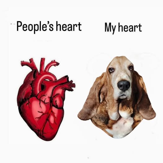 CarlosMerritte's tweet image. People&apos;s heart
My heart
#DogLovers #HoundNation #Pawtasticn #BassetAdventures #CuteDogs #BassetHoundLoverUSA