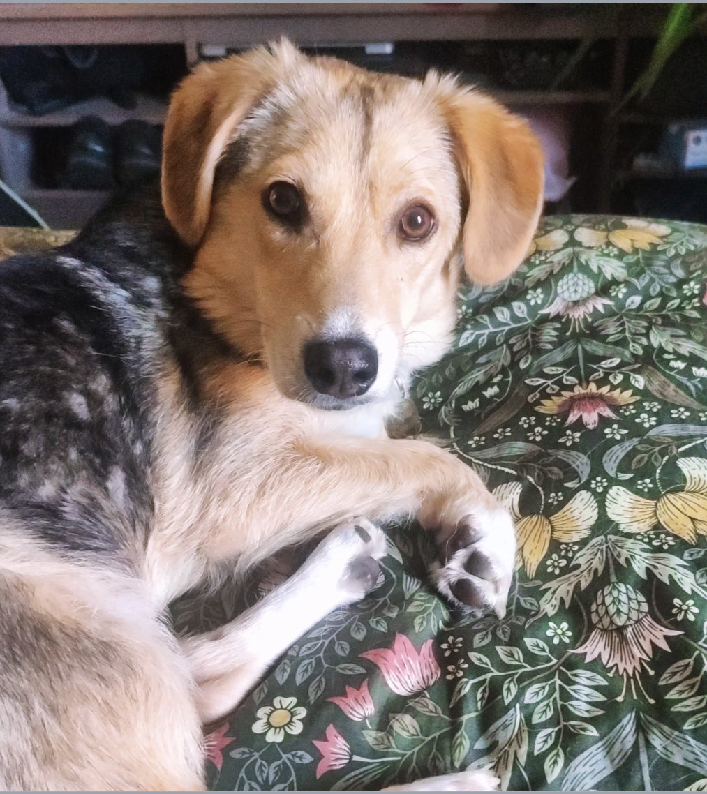 rosiedoc666's tweet image. My neighbours have lost their little dog who ran off near the #lake in #BurgessPark after being #spooked by fireworks. 🧨 Please keep an eye out if you are in that part of #London and help bring her home.
@Southwark_News @southwarkcycle @CrimeLdn @JacquiSaid @02031961pat @bs2510