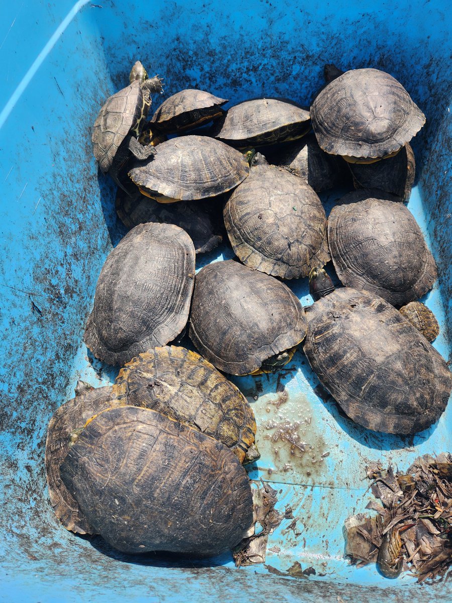 tomoniine's tweet image. 今日の佐潟での亀防除は
アカミミガメ22匹
クサガメ36匹でした。
クサガメは条件付特定外来生物では
無いのでリリースするしかない
のが現実です。それにしても
クサガメも多すぎて水生植物を
食べていて環境が悪化しています。