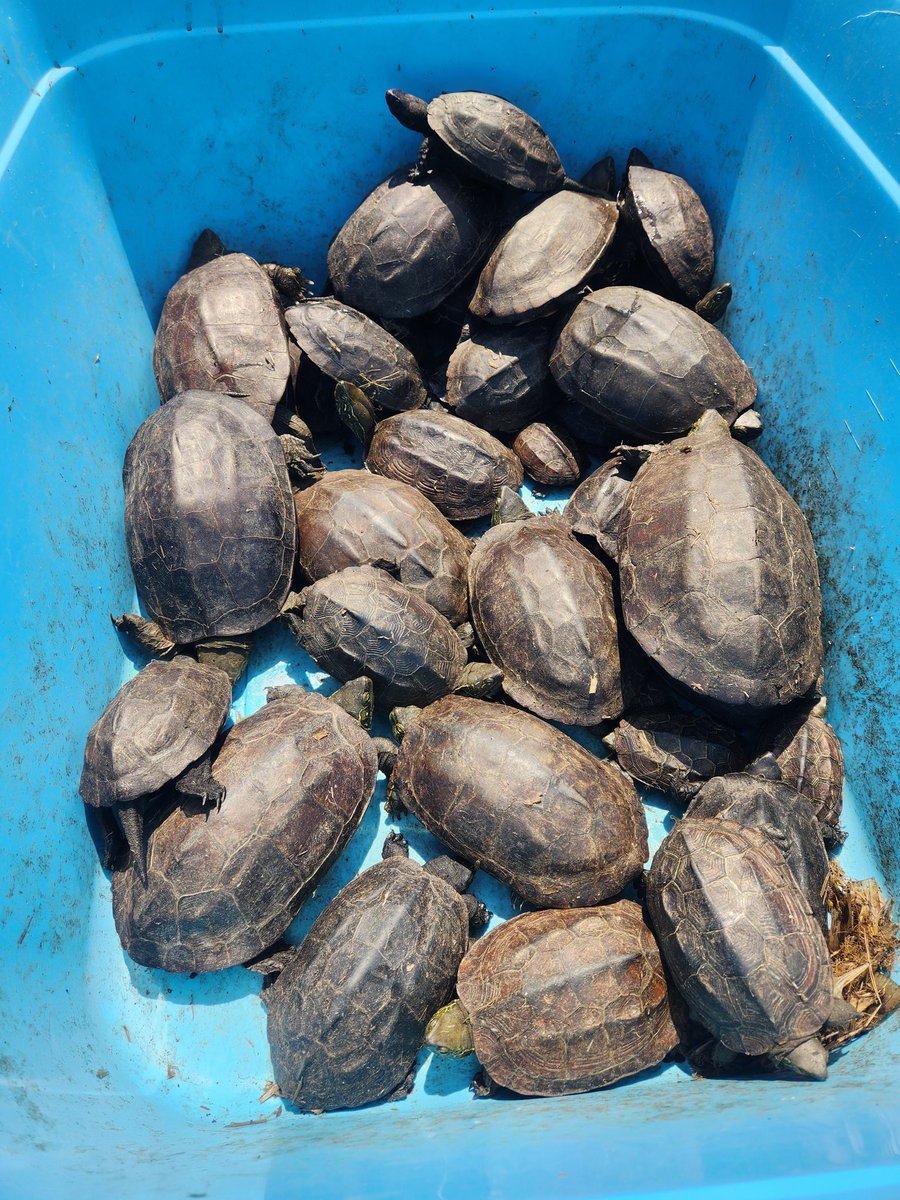 tomoniine's tweet image. 今日の佐潟での亀防除は
アカミミガメ22匹
クサガメ36匹でした。
クサガメは条件付特定外来生物では
無いのでリリースするしかない
のが現実です。それにしても
クサガメも多すぎて水生植物を
食べていて環境が悪化しています。