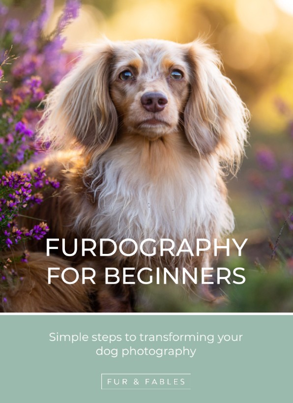 What's inside...
✨ How to make better use of light
✨ Composition tips to instantly upgrade your shots
✨ How to get your dog to look at the camera
✨ Mindset-shifts that will change how you see your dog and your photography 
furandfables.com/shoot-overview… 

#nationaldogphotographyday