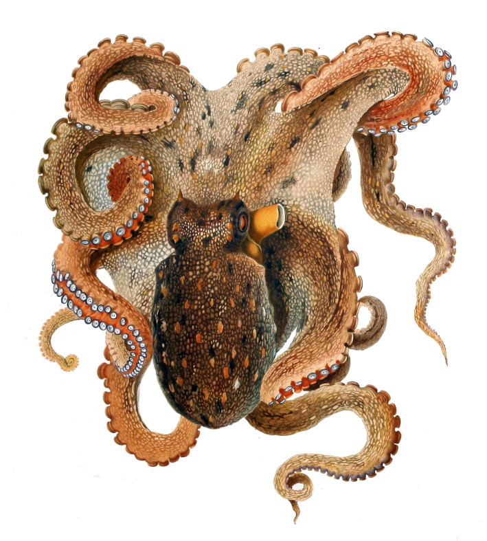 RevistaQuercus's tweet image. Esta selección de publicaciones recientes sobre naturaleza y biodiversidad en blogs y medios digitales contiene temas como la necesidad de regular el plomo en la carne de caza, la mente del pulpo o la épica travesía de un tiburón martillo, entre otros revistaquercus.es/noticia/9125/r…