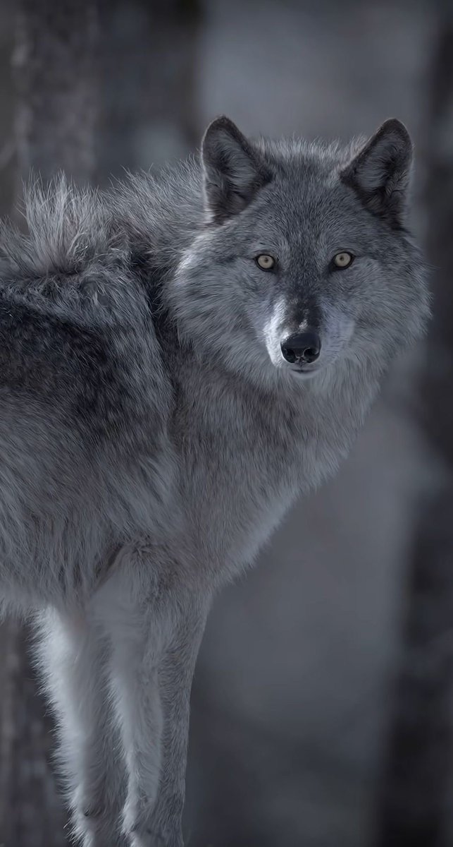 Wolf (@wolflope) on Twitter photo 