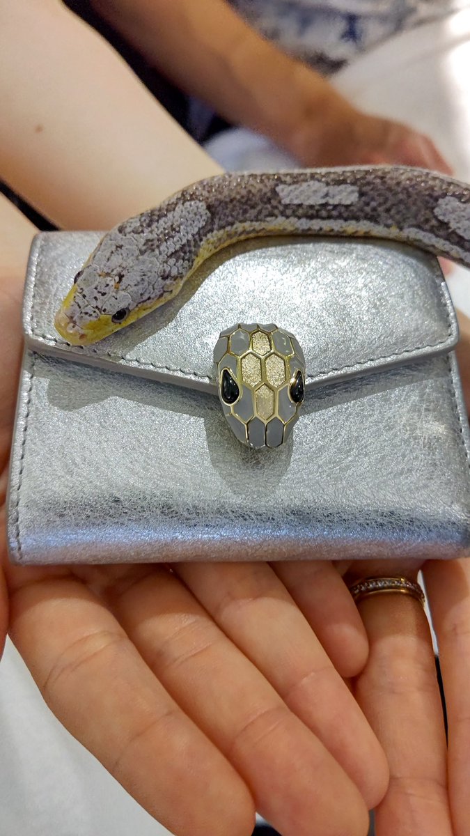 tkysnakecenter's tweet image. ブルガリ セルペンティのお財布すごーい。
コーンスネークのアイスくんと📸
スタイリッシュ!!!
"BVLGARI Serpenti" with cornsnake "Ice-kun"📸
Stylish!!!
ありがとうございました
調べたらセルペンティはイタリア語でヘビだそうです。
#東京スネークセンター
#tokyosnakecenter…