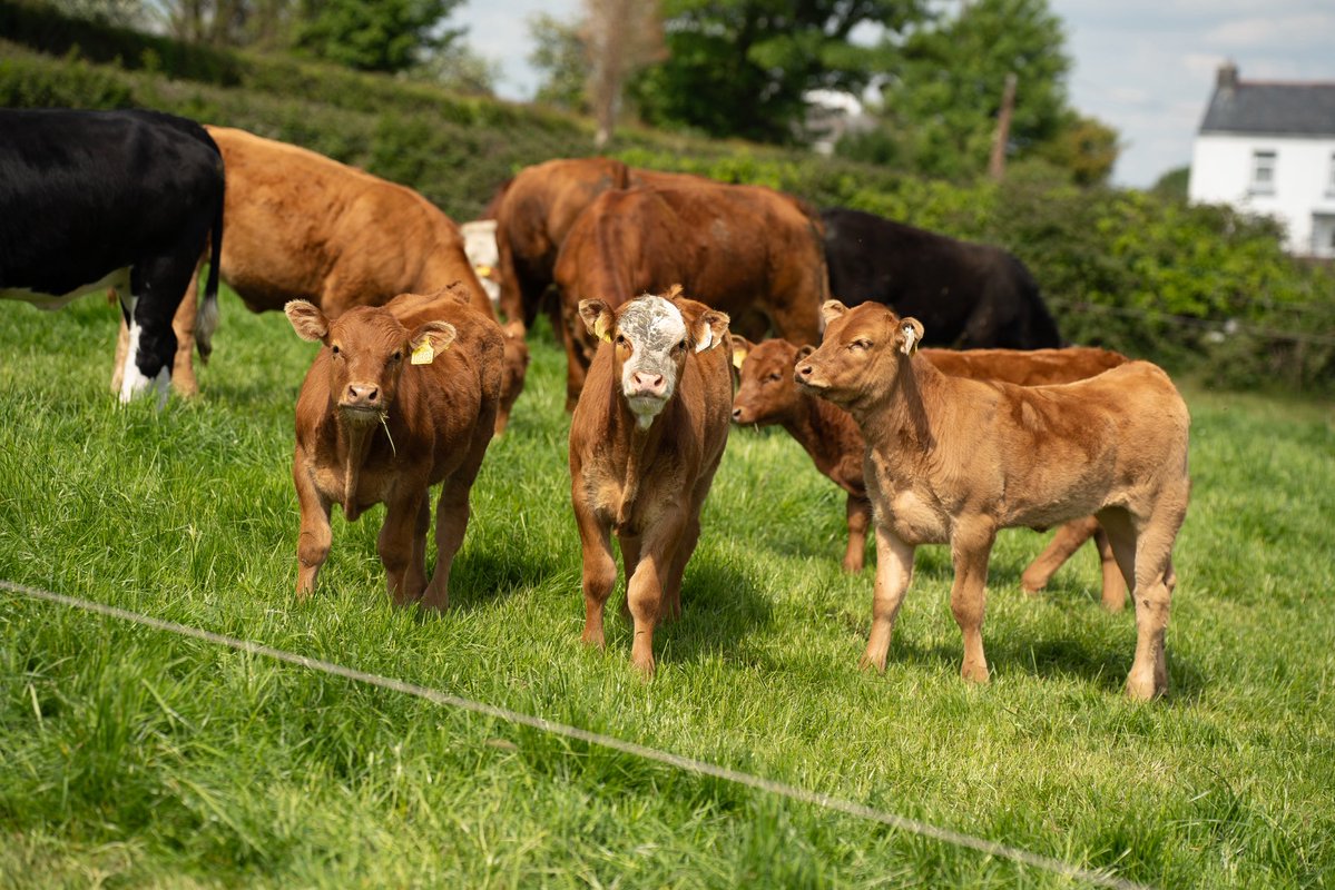 AgriAware's tweet image. How important is beef farming in Ireland?
At our Open Farm event in Ardrahan, Co. Galway, we gave the public a closer look at the vital role beef farming plays in Irish agriculture, contributing to over 25% of the country’s total agricultural output.
👉 Did you know there are…