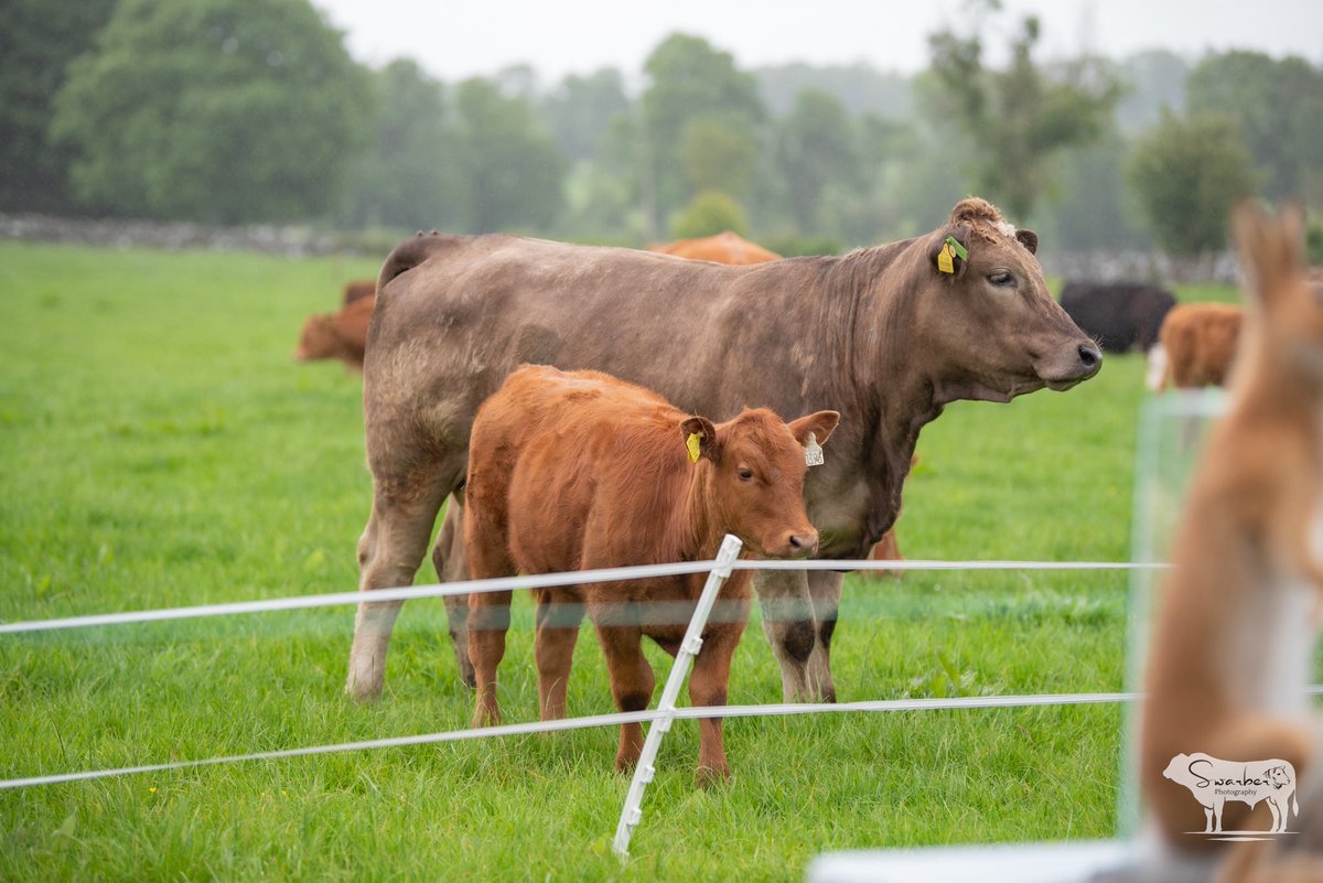 AgriAware's tweet image. How important is beef farming in Ireland?
At our Open Farm event in Ardrahan, Co. Galway, we gave the public a closer look at the vital role beef farming plays in Irish agriculture, contributing to over 25% of the country’s total agricultural output.
👉 Did you know there are…