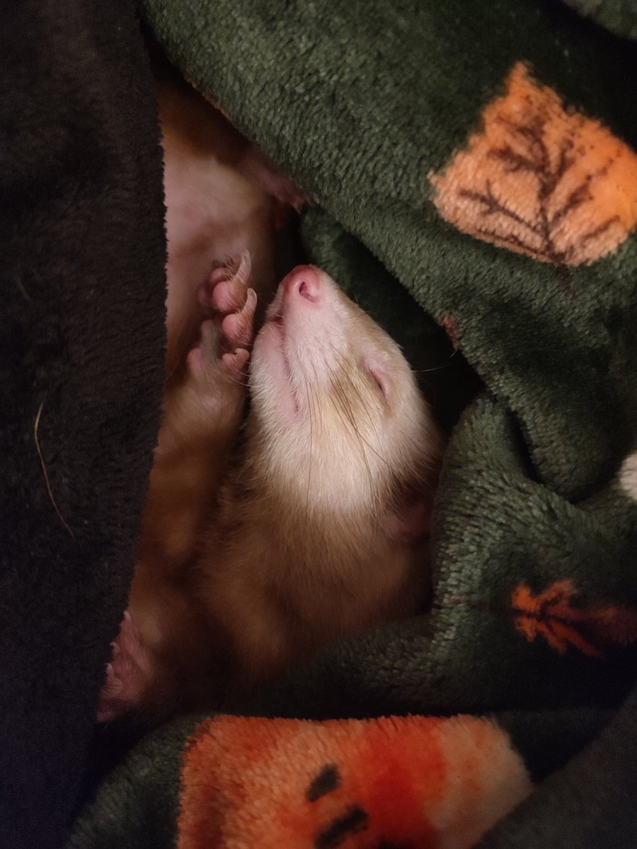 FerretPerHour's tweet image. 