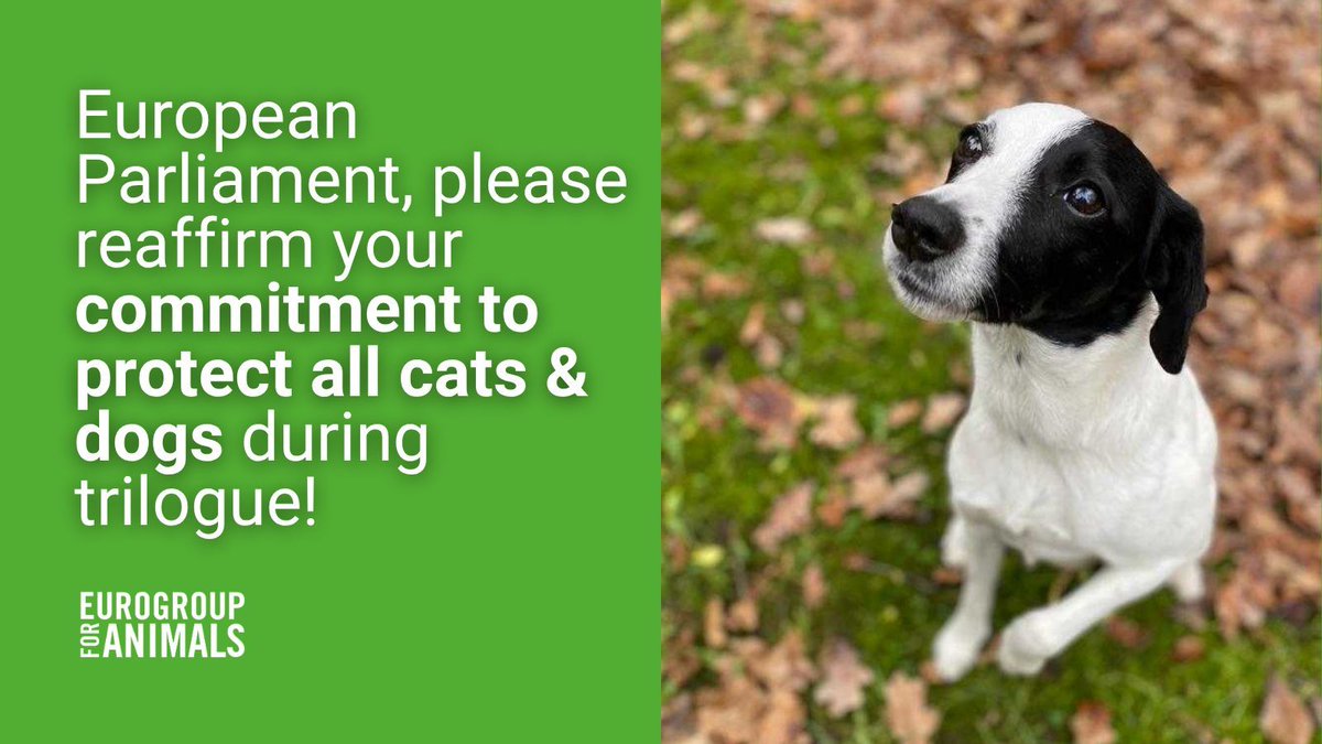 Act4AnimalsEU's tweet image. In June, the @Europarl_EN voted in favour of ensuring strict protection for all dogs! 👏
We are urging the @Europarl_EN, @EUcouncil & @EU_Commission to stay true to their commitment to protect ALL cats and dogs during trilogue.
They all deserve and need our protection!…