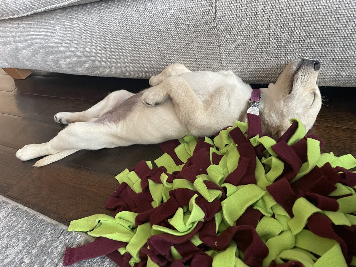 HearingDogs's tweet image. That post-zoomies nap feeling 🐾💤
Adorable April is having lots of fun exploring the world around her in the first stage of her hearing dog training.
A quick power nap, then it's back to demanding treats, cuddles, more zoomies!