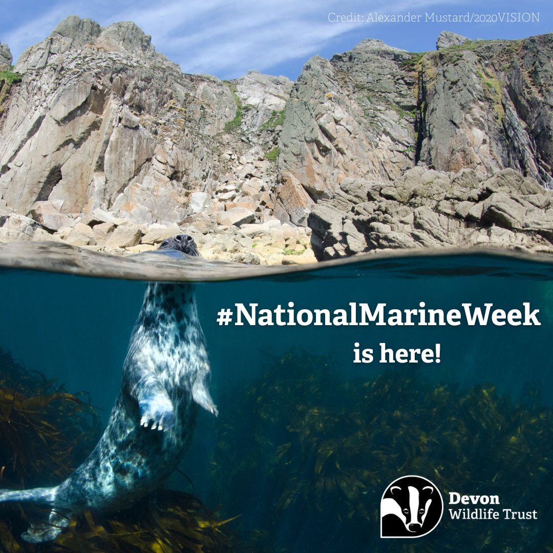 DevonWildlife's tweet image. Here are 3 easy ways to get involved with #NationalMarineWeek! 🌊

🤿 Join an event 👉  buff.ly/87tbxM5 

🐬 Donate to Save Devon&apos;s Seas 👉 buff.ly/Js3lzRG 

🐟 Help us ban bottom trawling in protected areas👉 buff.ly/J5m1SKw
