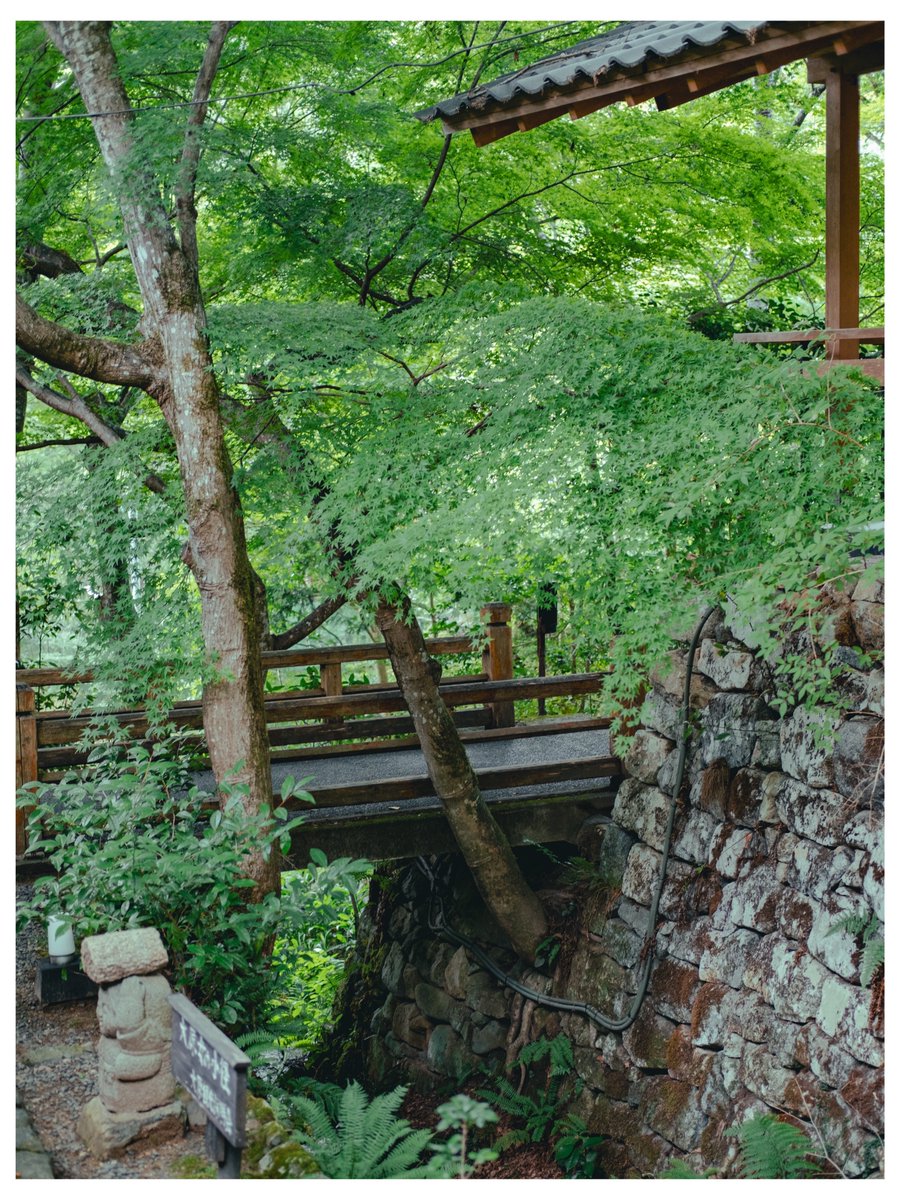 Whale_pic's tweet image. 全ては普通になること