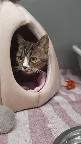 yolandaschultes's tweet image. Augenzeugen gesucht
A3, 56412 Nentershausen
Tierheim Montabaur Kopie:
Diese zwei weiblichen Katzen (ca. 4 & 6 Monate alt) wurden uns am 23.07.25 vom Rastplatz Nentershausen (A3) gebracht. Zuerst wurde uns durch einen lieben Finder nur eine sehr zutrauliche Katze (gegen 22 Uhr)…