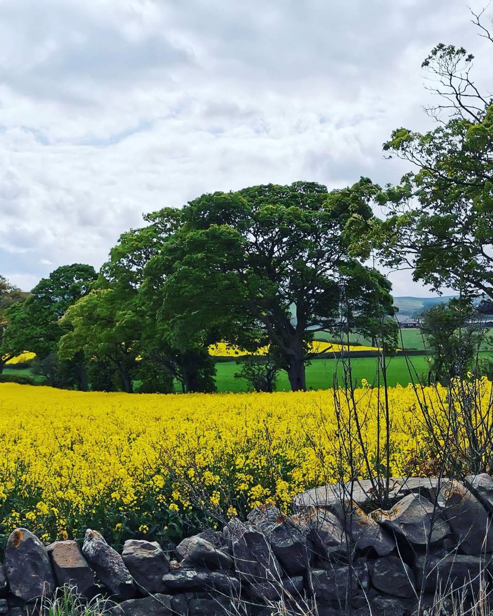BobBooks's tweet photo. July's theme is #Yellow Sharing a few of our favourite entries so far: 

1. Floral sunrise by @Chris.Fregly
2. Fields of yellow by Nicola Balfour
3. Field of yellow by lynn Savage
4. A glimpse of Miami by Graham Macfarlane

Still time to submit yours: https://t.co/VrXGLQMETN https://t.co/S0lR3XOqi4