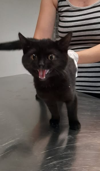 yolandaschultes's tweet image. Augenzeugen gesucht
A3, 56412 Nentershausen
Tierheim Montabaur Kopie:
Diese zwei weiblichen Katzen (ca. 4 & 6 Monate alt) wurden uns am 23.07.25 vom Rastplatz Nentershausen (A3) gebracht. Zuerst wurde uns durch einen lieben Finder nur eine sehr zutrauliche Katze (gegen 22 Uhr)…