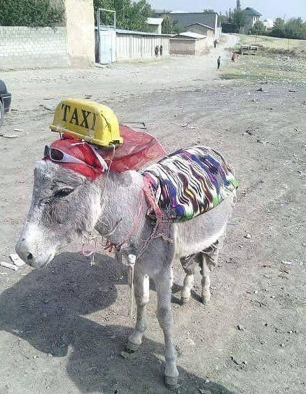Avatijack's tweet image. I travelled on a donkey from Nairobi to Kampala during COVID-19 lockdown..As soon as we set off, the donkey started singing songs of Sauti sol…when we crossed to Uganda,it switched to singing Jose chameleon’s music…Later that evening, we reached Arua park 😂😂😂🙌🙌🙌