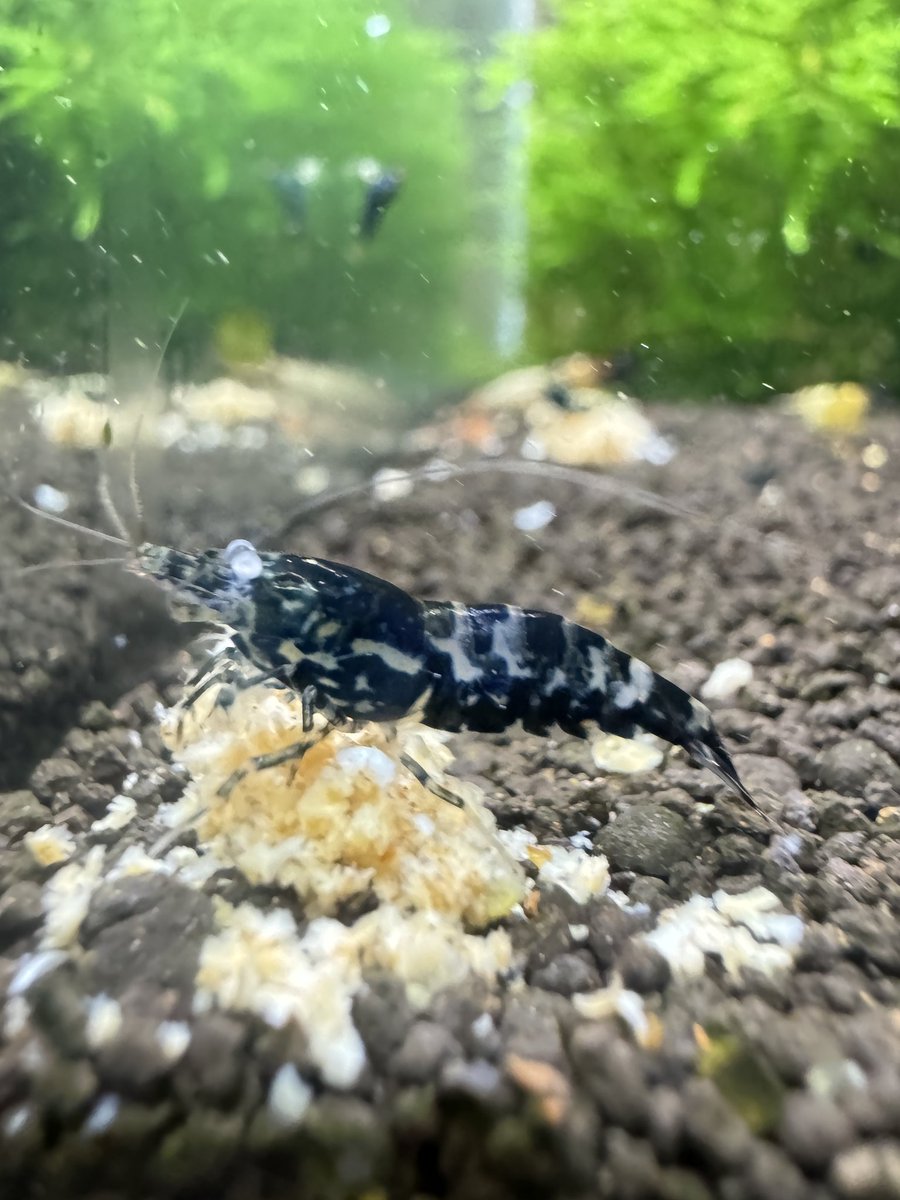 munmunshrimp's tweet image. 白眼のエビと大福🦐🍓

@Pa_akada さん主催のイベントで当選した大福、激うま感謝です🍓
お陰様でモチベーションアゲアゲになりました、重ねて御礼申し上げます🙂‍↕️
どうもありがとうございました🙂‍↕️

メダカ祭り行かにゃあるまいと、意を決したものの間違って今日来た暇（白目）

#土岐メダカ祭り