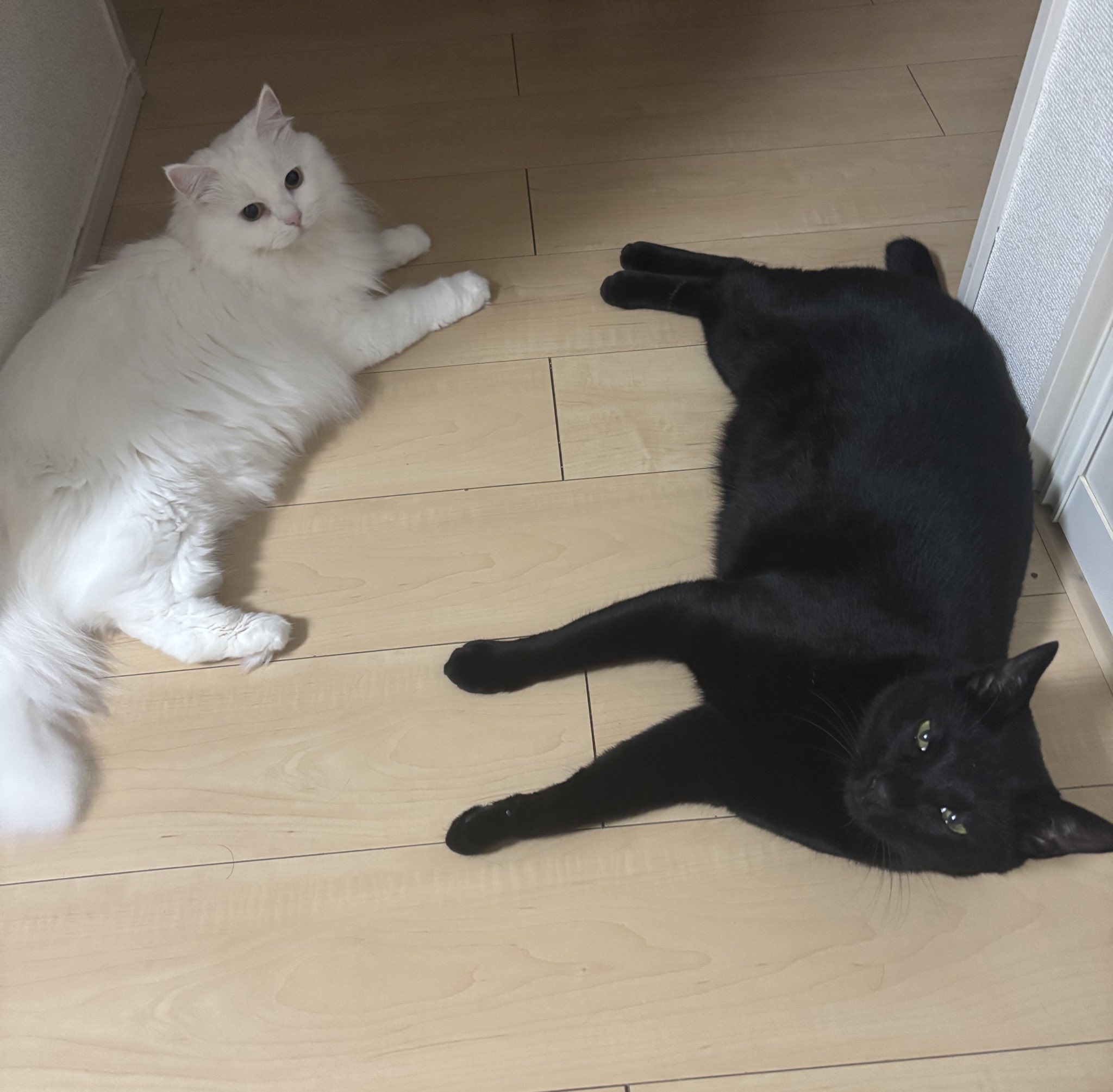 悠*太様 クローバーねこちゃん 足顎乗せ寝🦶🐾💤 . . . . . #黒猫#猫#保護猫#黒猫同盟#黒猫部