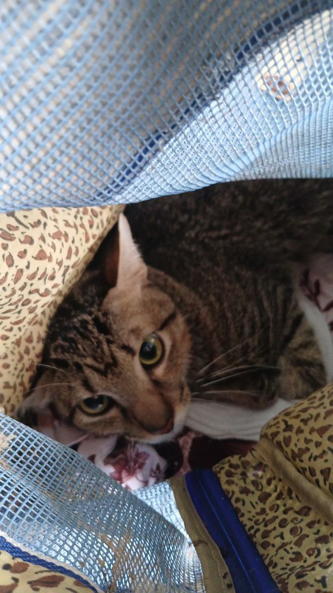 junimophan's tweet image. Hello everyone, I typically do not make posts like these however, my cat Mucho needs your help. Mucho has been experiencing fever and the enlargement of his abdomen, and the vet bills are too expensive. If you are able to help even a little bit, It is appreciated. Help RT please!