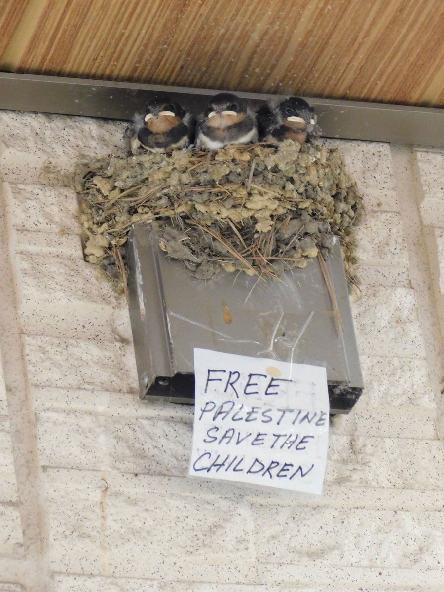 Brise_Marine's tweet image. 散歩中、まだツバメのヒナを見かけます。☺️🐥
I can see the swallow's chicks during my walk.