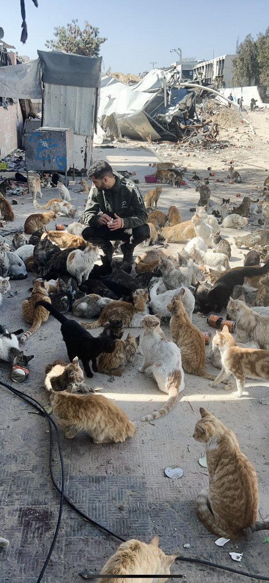 In my sad city of #Gaza, cries of pain rise from every corner.😞💔 While humans suffer from a loss of hope💔, stray animals live the same suffering, and their suffering increases hundreds of times.😩😿😭🐾💔 I thought that no one dies silently here, but the war changed