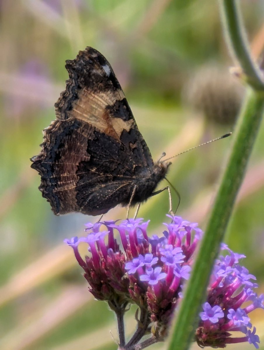 Lakes_Graham's tweet image. Photos in the garden yesterday. Lots of pollinating going on.