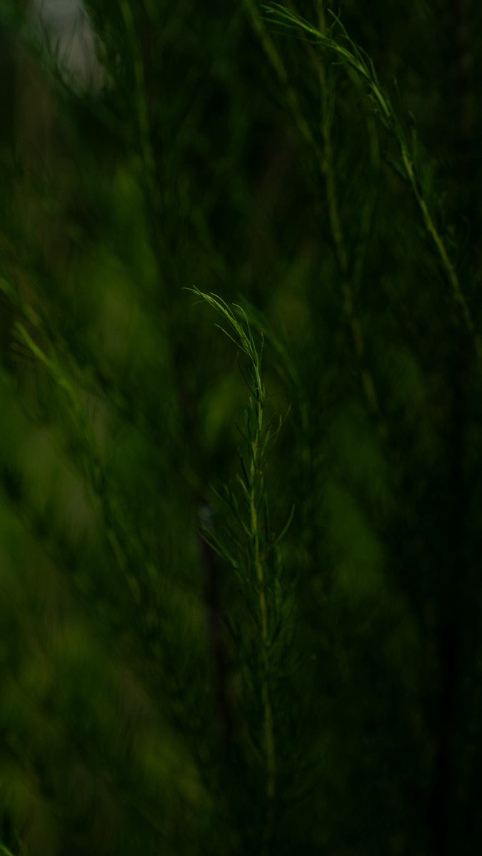 Touched grass yesterday. The baby rabbit was too cute. I was able to get so close 

Also really love the tamron 28-75!