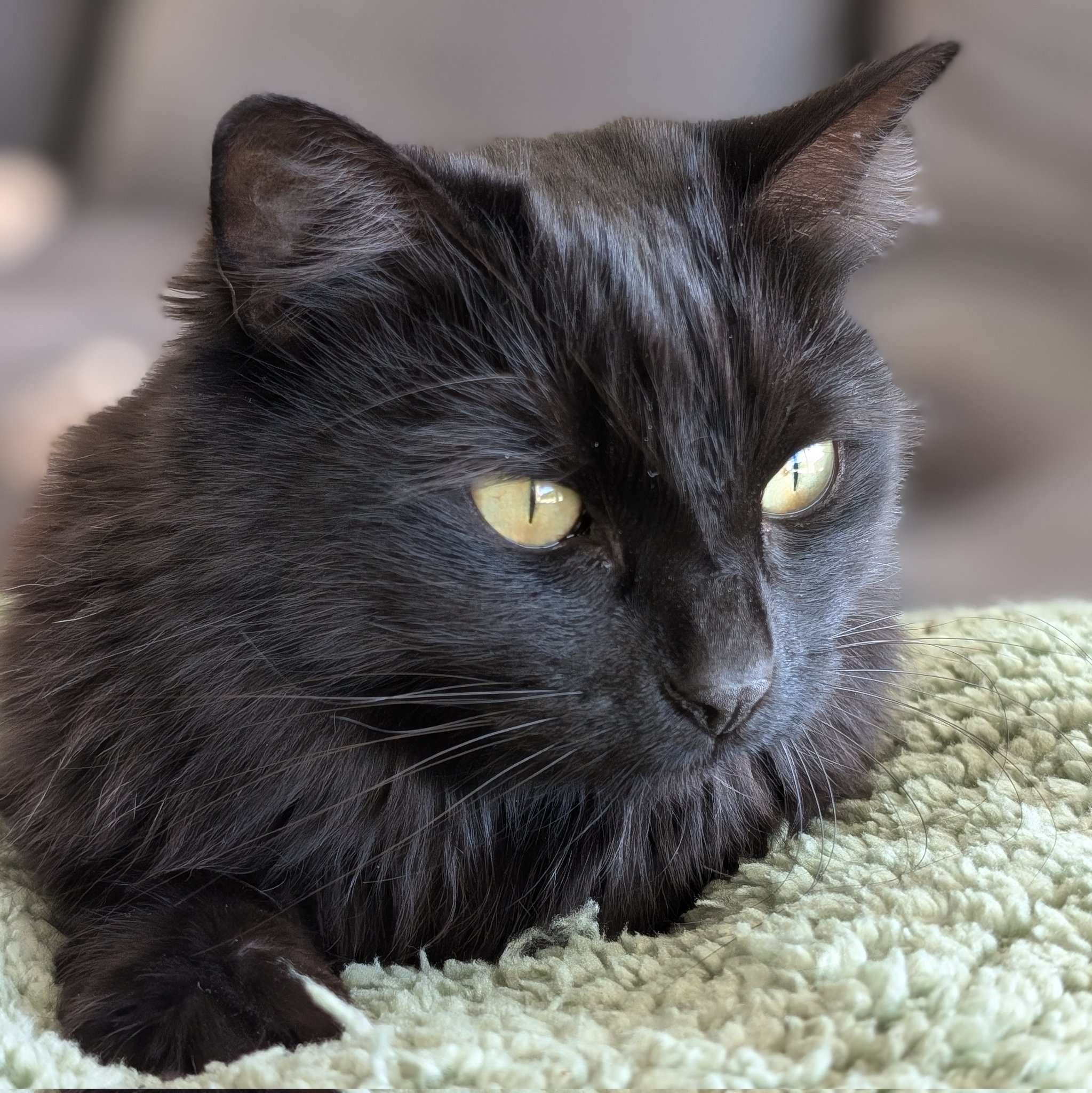 黒猫 黒猫のベアモアと飼い主🇦🇺 on X: 