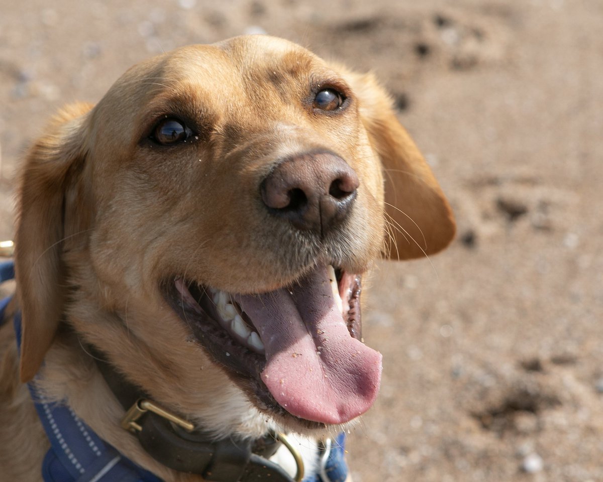 Just realised it's #NationalDogPhotographyDay, so you know what that means - SHOW ME YOUR PEACHY POOCH PICS, PEOPLE!!!