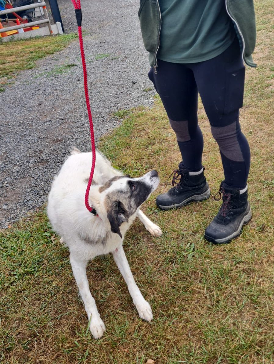 GillyMeeky's tweet image. Yahoo. Socks and Fifi have arrived at the lovely rescue who helps me with some of my dogs. They will settle in and then be up for adoption. Thank you so much for keeping them safe with me and getting them here 🙏🙏🙏