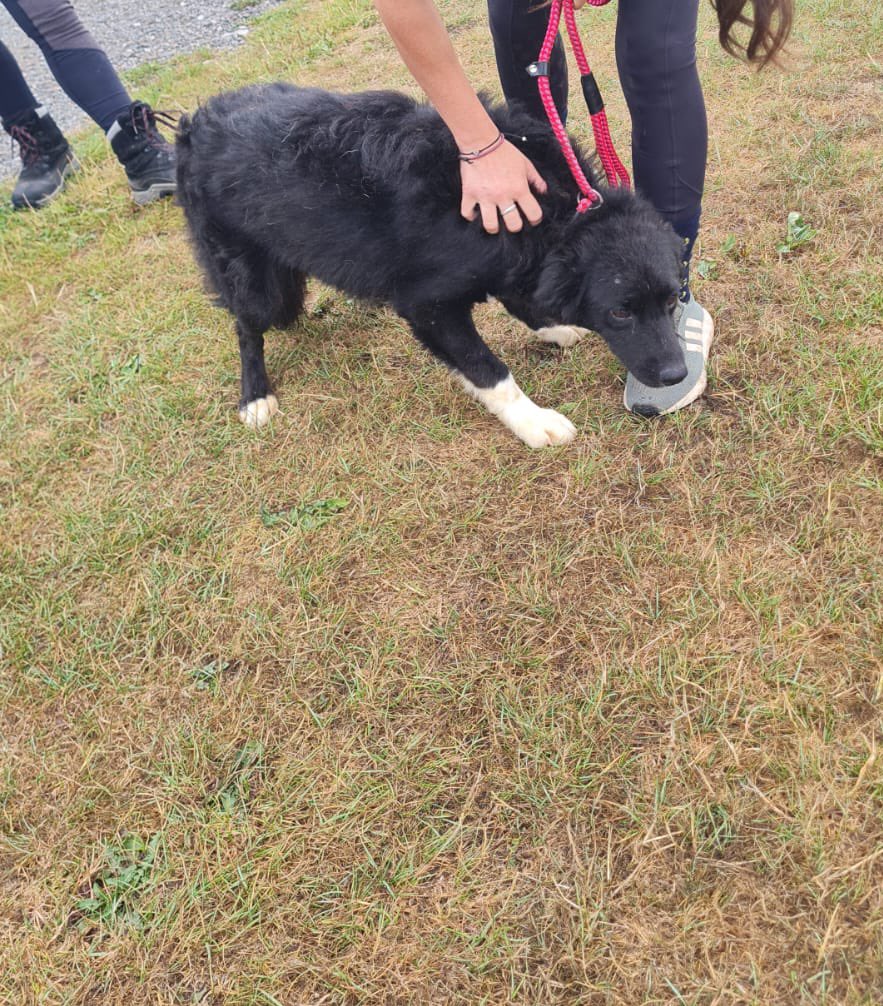GillyMeeky's tweet image. Yahoo. Socks and Fifi have arrived at the lovely rescue who helps me with some of my dogs. They will settle in and then be up for adoption. Thank you so much for keeping them safe with me and getting them here 🙏🙏🙏