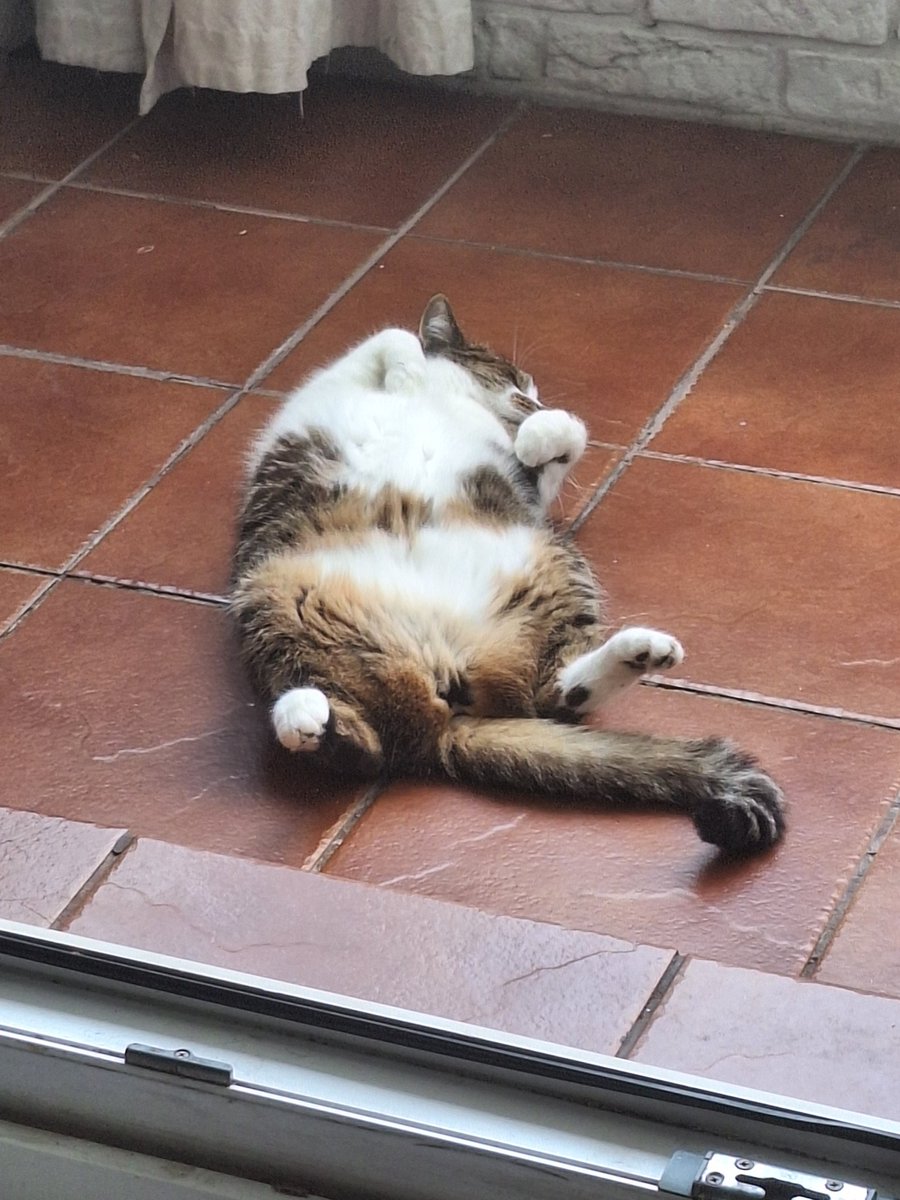 dolyybunn's tweet image. The cat who is scared of everything