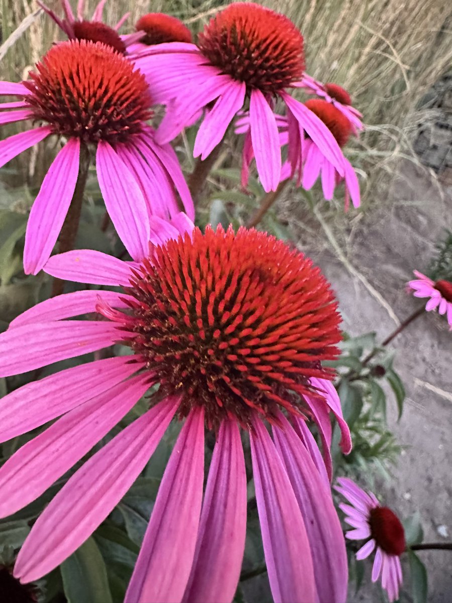 Good morning friends 
Happy weekend ♥️
