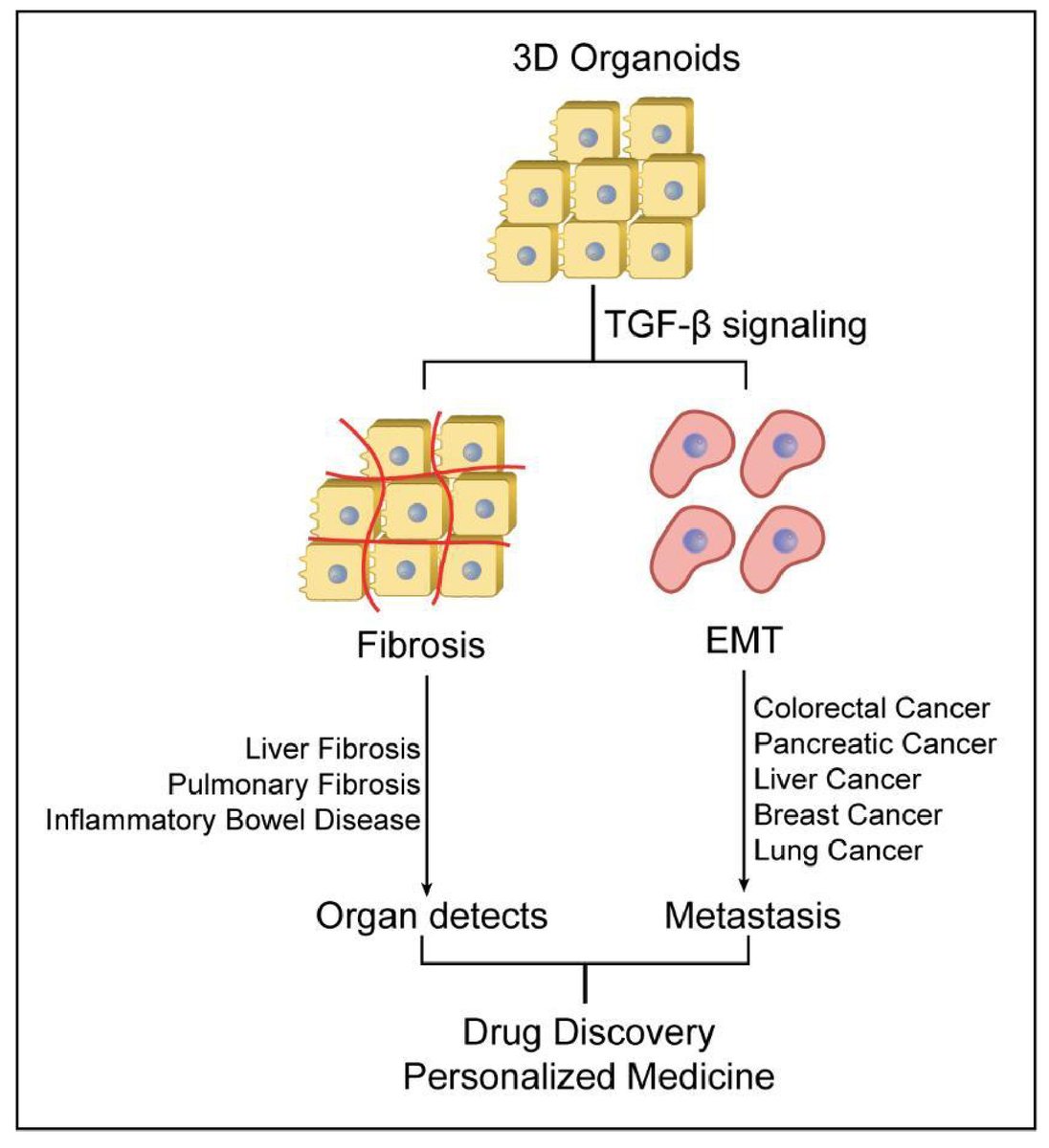 CellOrganoid's tweet photo. TGF-β signaling in organoids: The mechanisms and applications in 3D
https://t.co/hWeHFbsHhq 
#TGF #Signals #organoid https://t.co/tfi56JpRne
