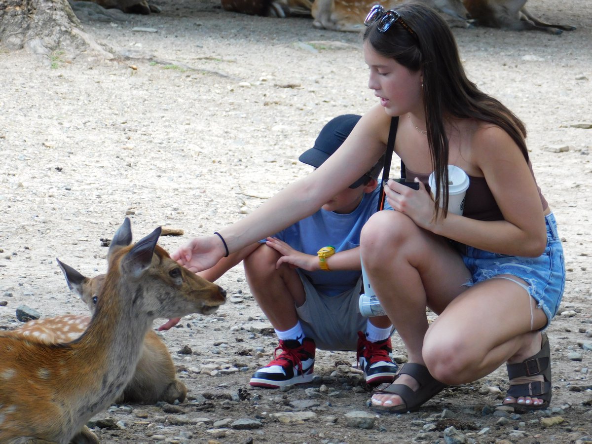 Brise_Marine's tweet image. 奈良公園の鹿さんと海外観光客。☺️🦌👍🏻
The deers and the foreign tourists in Nara Park.