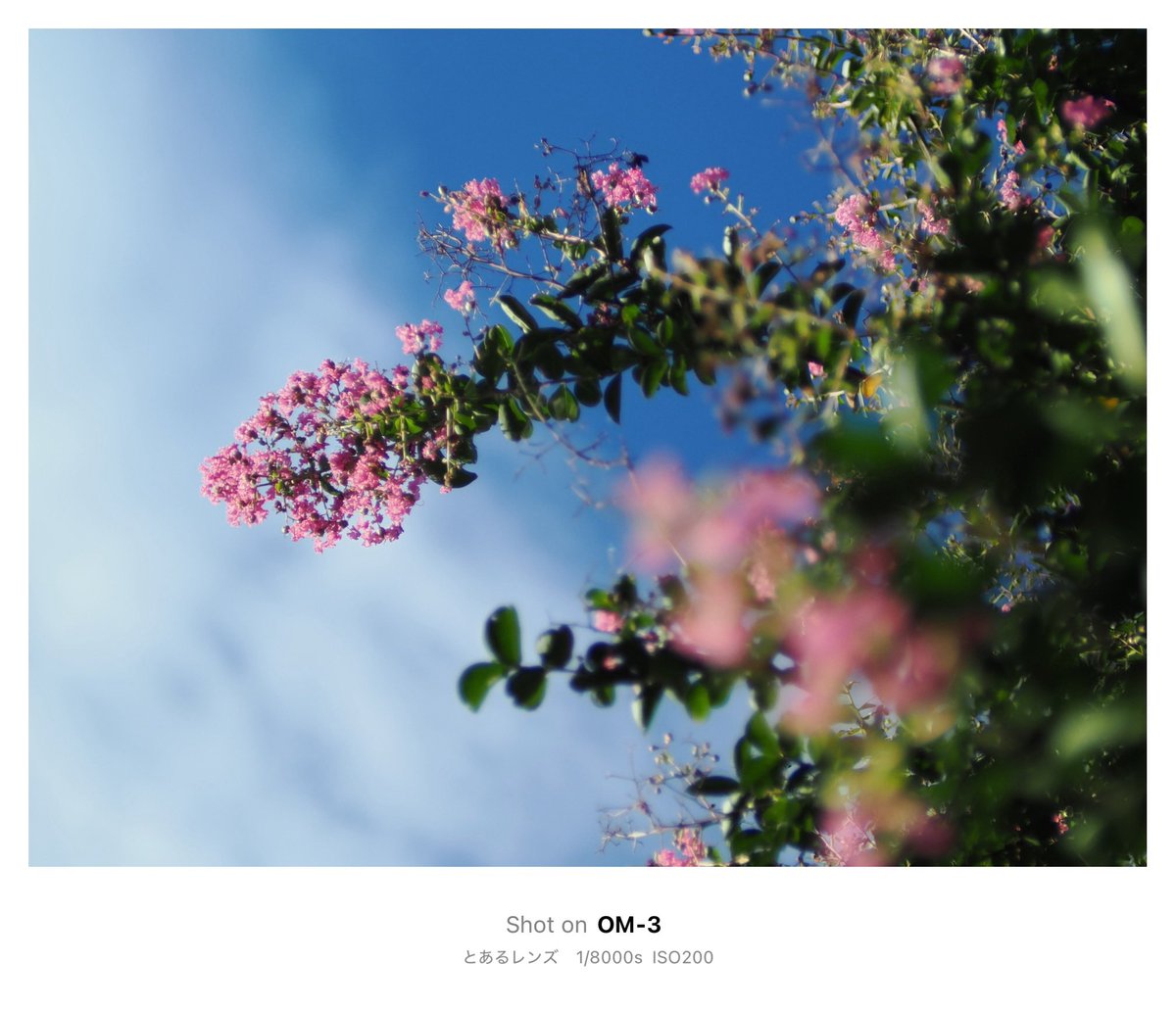 KiokuCamera's tweet image. Slice of life 
Saturday