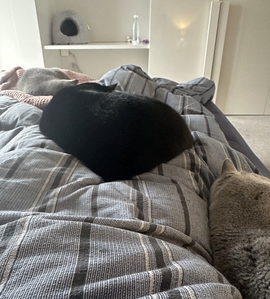 This morning another breakthrough in the household!!  Me &amp; Atwood allowed Borys on our bed while Mum drank her coffee 💕💕💜💜💙💙 🎉🎉
<a href="/Andy18512371/">Maggie and 🌈 Scribbles 🌈</a> <a href="/SqueakynB/">SqueakynBB</a> <a href="/craigsrex/">Shelby & Freda &Clinty 🌈</a> <a href="/AlanSla90124663/">Olly the Cat, Monarch of The Moglets. RIP Maximus.</a> <a href="/TheVicarageCat/">The Vicarage Cat 🇺🇦</a> <a href="/DebraD17888013/">Debra D</a> <a href="/MaxShelbyElla/">Max, Shelby and Ella</a> <a href="/Miezebiene/">☮️🇺🇦 Phoebe, Juno and their human Sabine</a> <a href="/candystripe/">Kate Evans</a> <a href="/madridnantes/">Maria Simon</a>