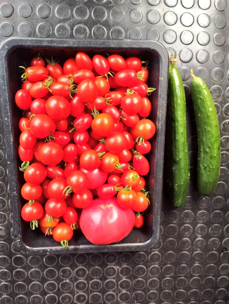 mottu_a_rella's tweet image. トマトマトマート🍅
ケチャプップ～♫😘　🥒🥒…