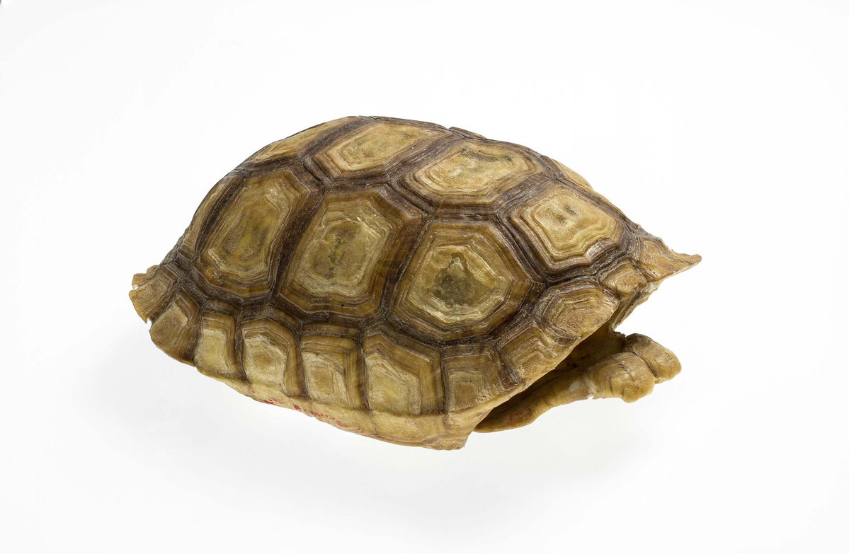 ChiefLord999's tweet image. Bliss is like a tortoise shield on your energy
It protects you