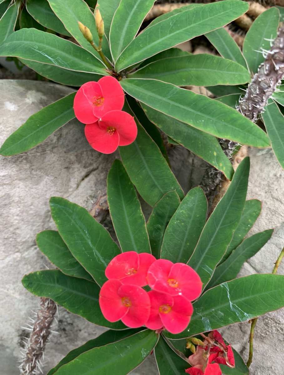 Euphorbia milii var. tenuispina