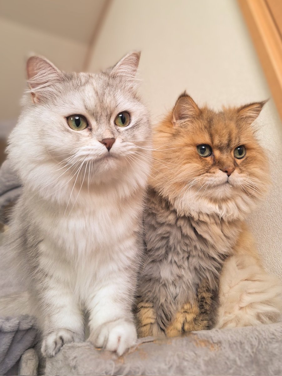 FrancesKingdom's tweet image. あたちら
本当の兄妹みたいだね!
似てない?
リンちゃん 1 歳5ヶ月
ムーちゃん 13歳8ヶ月
#チンチラゴールデン
#ミヌエット